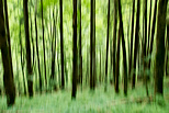 Photo d'arbres fantmes dans la fort de la Valserine