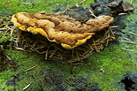 Photo d'un champignon sur une vieille souche dans la fort humide de la Valserine