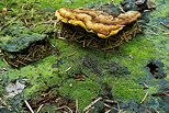 Image d'un champignon sur une vieille souche dans la fort de la Valserine