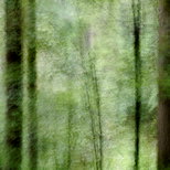 Image de la forêt de la Valserine avec un flou de bougé volontaire