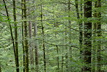 Photograph of trees, branches and foliage in Valserine forest