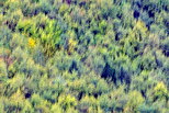 Photo abstraite des premières couleurs d'automne dans la forêt de la Valserine