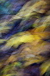 Photographie abstraite de feuilles d'automne sur un chemin forestier