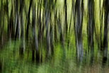 Photo abstraite de troncs dans la forêt le long du Rhône en Haute Savoie