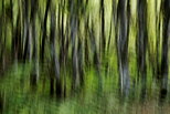 Photo abstraite de troncs dans la fort le long du Rhne en Haute Savoie