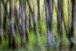 Photographie abstraite de troncs d'arbres dans la forêt de la vallée du Rhône en Haute Savoie