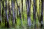 Photographie abstraite de troncs d'arbres dans la fort de la valle du Rhne en Haute Savoie