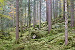 Photograph of an autumn morning in Valserine forest