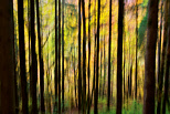Photo abstraite de la forêt de la Valserine en automne
