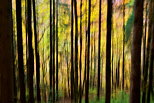 Abstract photo of autumn in Valserine forest