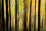 Image abstraite de silhouettes d'arbres en automne dans la forêt de la Valserine