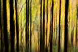 Image abstraite de silhouettes d'arbres en automne dans la fort de la Valserine