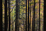 Image of the colorful trees of Valserine forest in autumn