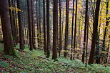 Photo d'automne dans la forêt de la vallée de la Valserine
