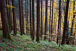 Photo of an autumn landscape in Valserine forest