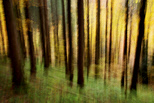 Image abstraite de la forêt de la Valserine en automne