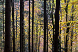Photo d'automne dans les sous bois de la forêt de la Valserine
