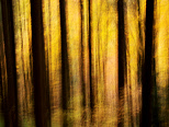 Photographie abstraite de silhouettes d'arbres en automne dans la fort de la Valserine