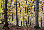 Photographie des couleurs d'automne dans la fort de la Valserine