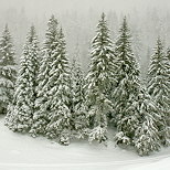 Image of pine trees in the snow in Valserine valley