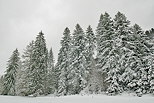 Photo d'picas enneigs dans la fort de la Valserine - PNR du Haut Jura