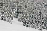 Photographie d'une fort de conifres sous la neige dans les montagnes du Jura