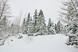 Photo de la fort de la Valserine sous la neige dans le PNR du Haut Jura.