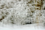 Photo abstraite de la fort de la Valserine sous la neige dans le Parc Naturel Rgional du Haut Jura