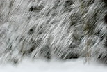 Image of Valserine forest under a snow storm