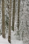 Photographie d'arbres enneigs dans la fort de montagne de la Valserine