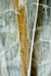 Image abstraite de troncs d'arbres dans la forêt de la Valserine enneigée
