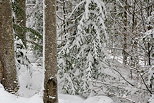 Photo de la fort de la Valserine enneige dans le Parc Naturel Rgional du Haut Jura