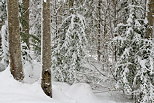 Image de la fort de la Valserine sous la neige dans la Parc Naturel Rgional du Haut Jura