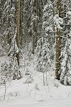 Photo de la forêt de la Valserine sous la neige dans le Parc Naturel Régional du Haut Jura