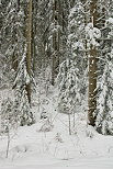 Photo de la fort de la Valserine sous la neige dans le Parc Naturel Rgional du Haut Jura