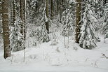 Image de neige dans la forêt de montagne de la Valserine.