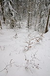 Photo de neige dans la forêt de montagne de la Valserine