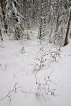 Photo de neige dans la fort de montagne de la Valserine