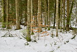 Photo de la fort du Massif des Bauges en hiver