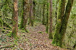 Photo d'un chemin dans la forêt du Parc Naturel Régional du Haut Jura