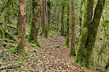 Picture of a forest path in Haut Jura Natural Park.