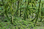 Photo d'une forêt envahie par la mousse dans le Parc Naturel Régional du Haut Jura