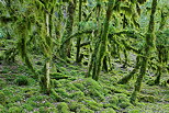 Picture of a mossu forest in Haut Jura Natural Park