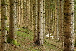 Image de troncs de conifres dans la fort du Haut Jura