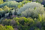 Photo des couleurs de la fort au printemps