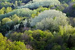 Photograph of a springtime forest