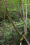 Image d'un sous bois sauvage autour du ruisseau du Castran