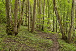 Photo de printemps dans la fort des bords du Rhne