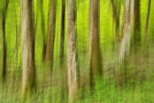 Image abstraite d'une forêt de printemps