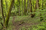 Photographie de la fort des bords du Rhne au printemps